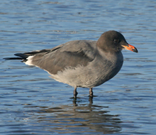 Heermann's Gull 2nd winter